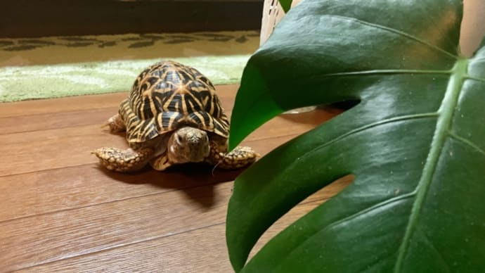 ☆ホシガメ☆モンステラの陰に隠れて…|ω・)