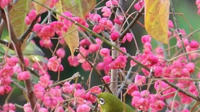 12月三回目の教室 マユミにメジロ