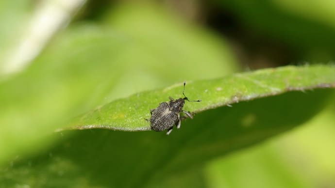 ダイコンサルゾウムシ! 《 いつもと違う公園でも見つけたのだ 》