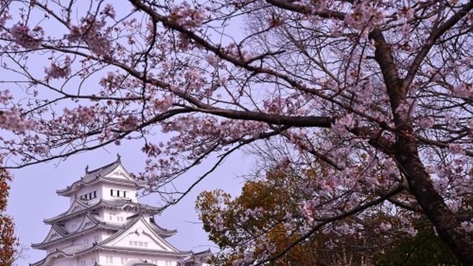 姫路城 と 桜 '24-2