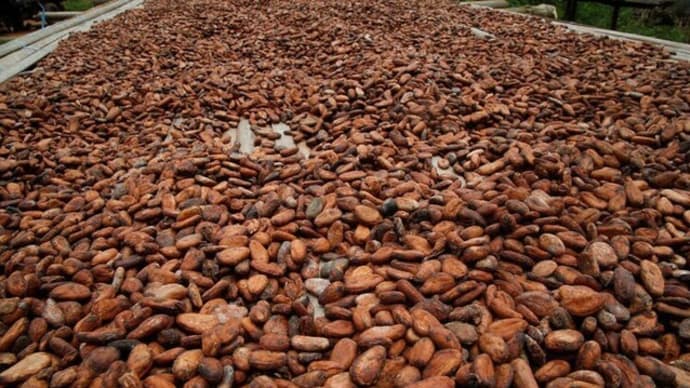 カカオ豆先物が史上最高値更新、供給不足で急騰続く
