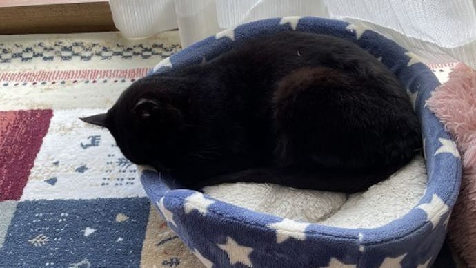 猫の習性