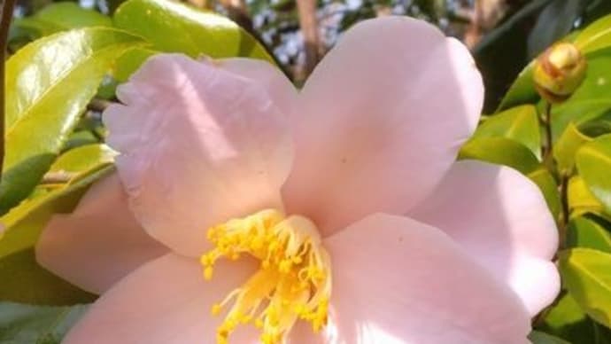 庭の花