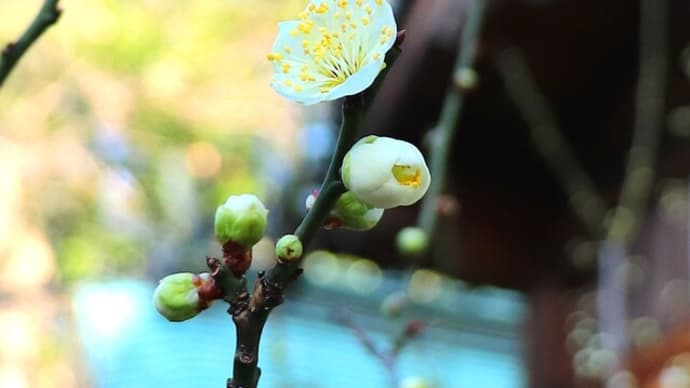 【2月1日の言葉】春は枝頭にあって、すでに充分