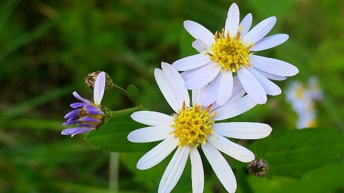 晩秋~野の花散歩
