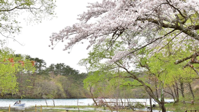 5月の桜とほんのり蒼い水面と舟と。