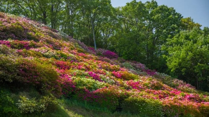ツツジの山