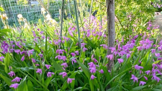 紫蘭、ジギタリスの咲く光景