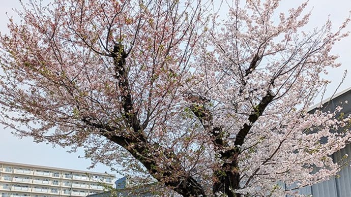 また近所の桜の開花状況チェック(2025/04/10)