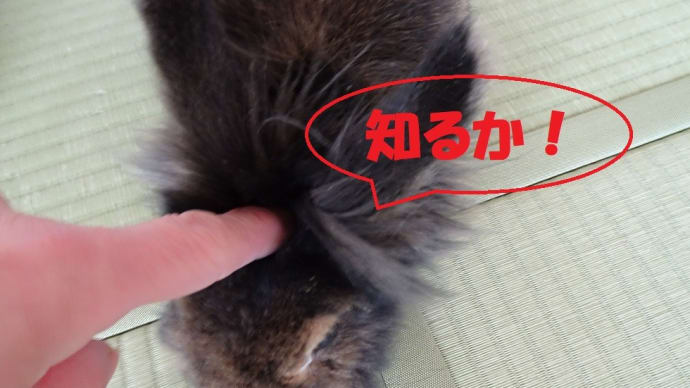 失敗したパンレシピ