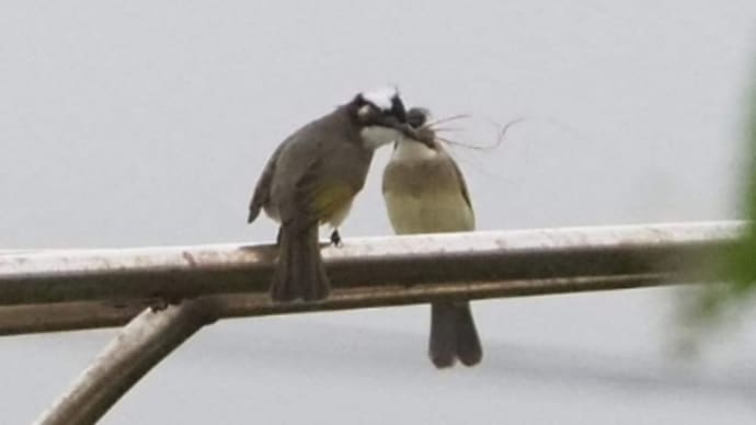 鳥の恋 シロガシラ