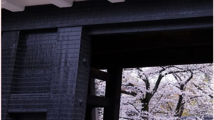2023桜便り2(大阪城 西の丸庭園の桜)