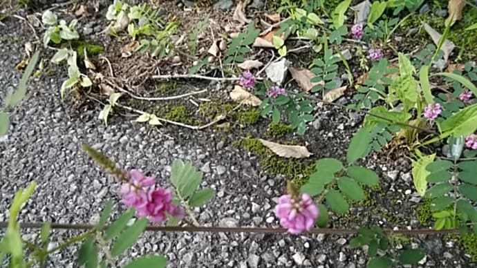 平畑静塔/ふくらはぎマリアに見せて脚気なり