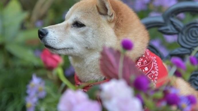 お茶の時間が待ち遠しい!・・・小春現況
