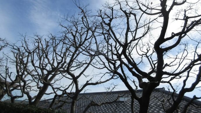 高台公園 裸木