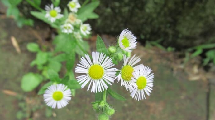 赤塚公園植物モニタリング活動～７月５日