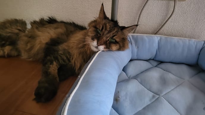 チャッピー頑張ってます