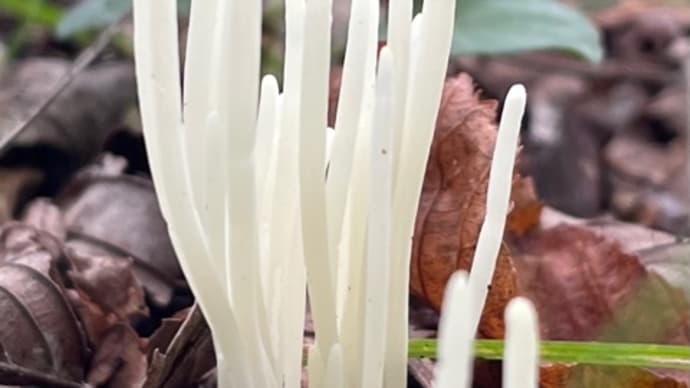 きのこの季節!食用にはご注意ください!