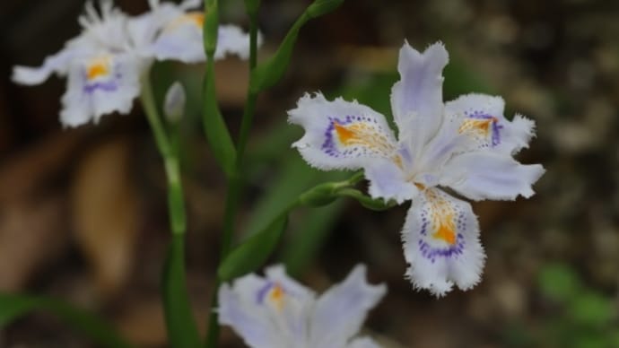 シャガの花