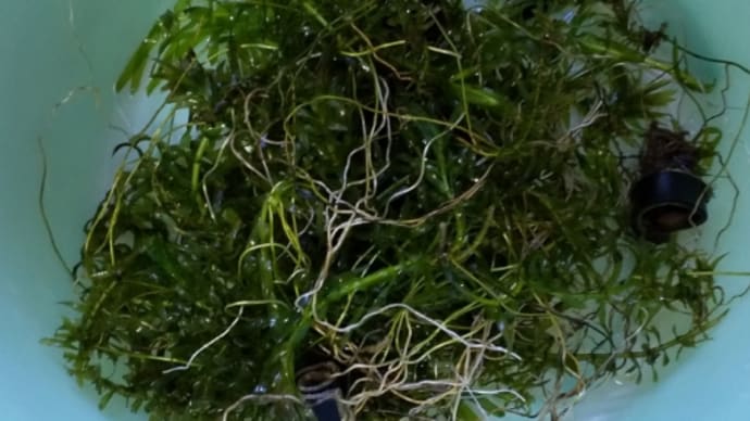 水槽の水草のトリミングと水槽の苔の除去