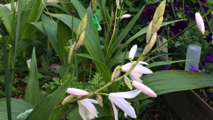 April, 庭の花 明日は穀雨