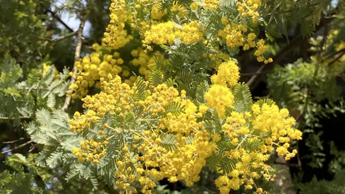 ミモザの花偵察に蔵前神社へ