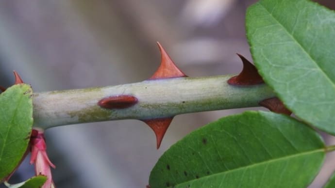 バラの新芽と棘