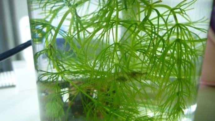 エビの産卵