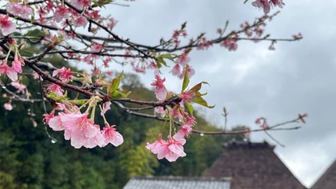 春の鹿児島、花いっぱい🎵