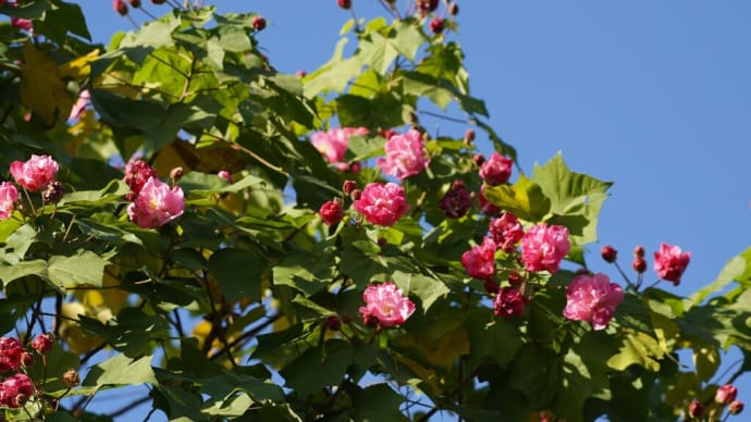 ぶらぶらフォト いつもの公園の花たち
