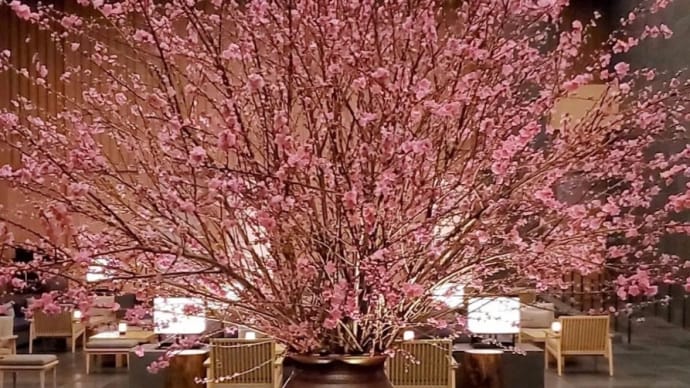 *桃の花の美しさを堪能*