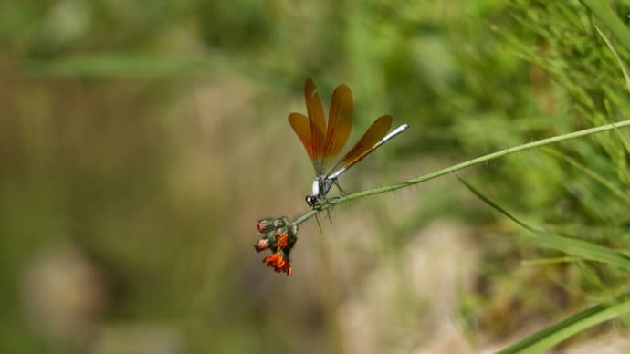 コウリンタンポポに降り立ったニホンカワトンボ♂