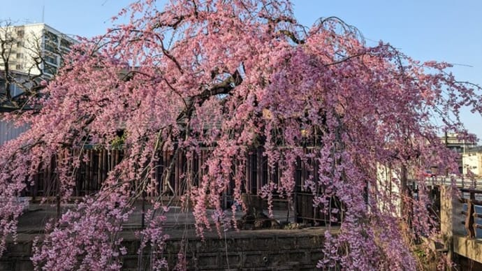 仙台・石橋屋の枝垂れ桜