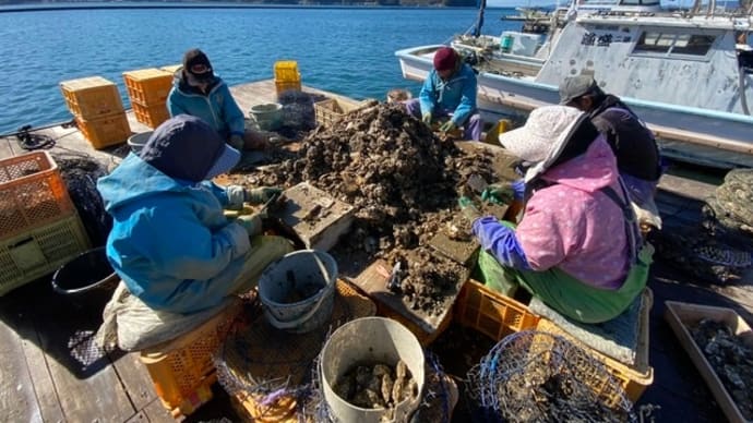 芦北真牡蠣絶賛発売中