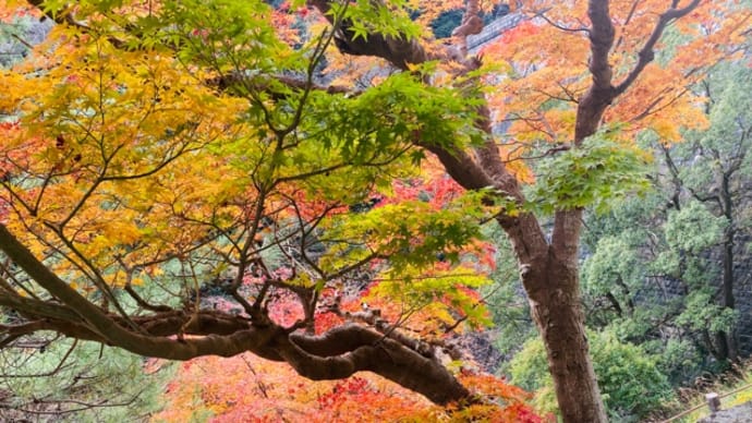 布引の紅葉