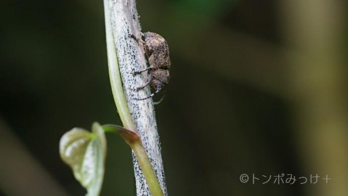 連休が終わり里山へ