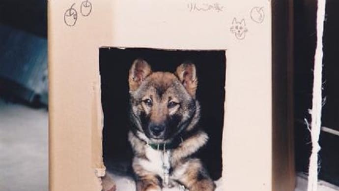 すべての犬を家の中にしまえ!