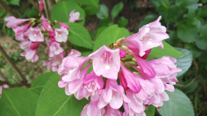 野の花も ここでは主役 ありのまま 向島百花園の現在80種