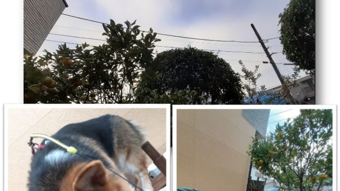 じじいとムギのおSUM歩ヴギ・・・ 簡単だワン🐕