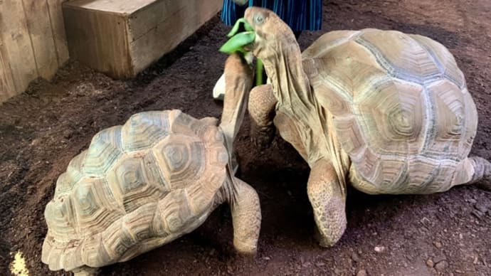 体験型動物園iZoo♪食べる食べる食べる~キタ━(゚∀゚)━!