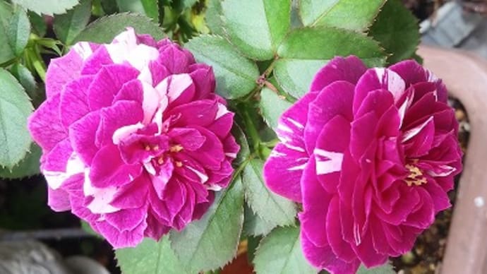 気候が不安定でも確実に花達が秋を知らせてくれる&タフィーさんから・・・