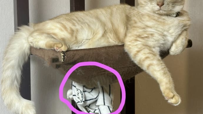 いつもの黄猫とキャットタワー。