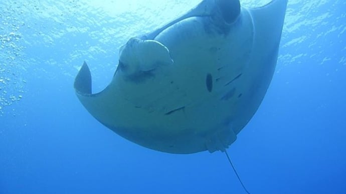春の見どころ盛沢山!!、4月19日の海。☆