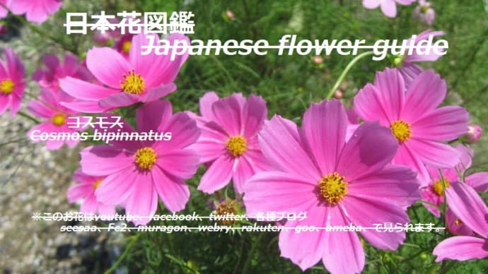 宇宙の星?!A star in the universe? !!