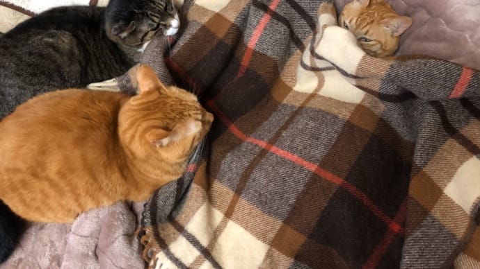 寸劇『猫の看病』