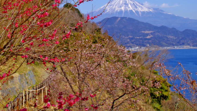 さった峠の富士と花