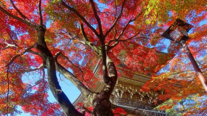 公園の紅葉めぐり(’22.11.24)