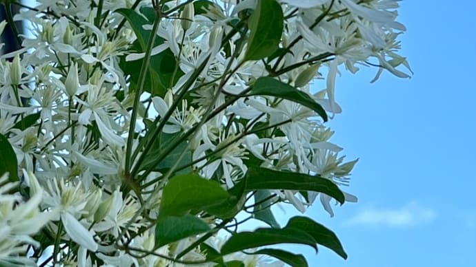 雨が降った*\(^o^)/*純白で芳香のあるクレマチスの花 2023.8