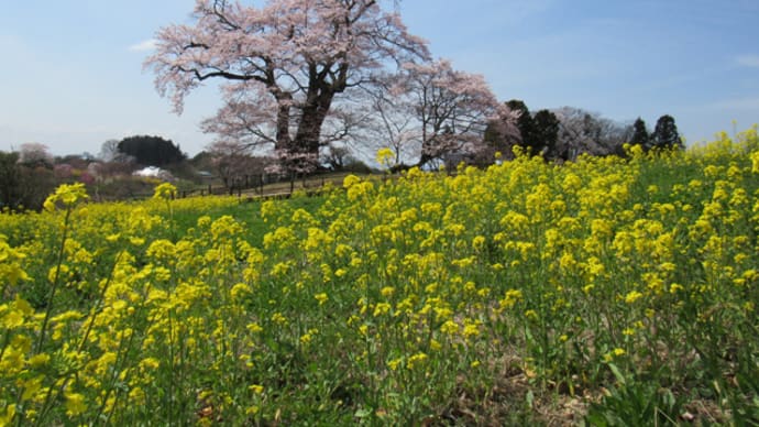 あの世への夢の様なる花疲れ
