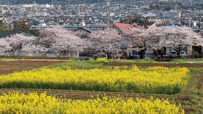 篠窪（しのくぼ）の隣町　「はだの桜道」は満開でした（2024/04/08)